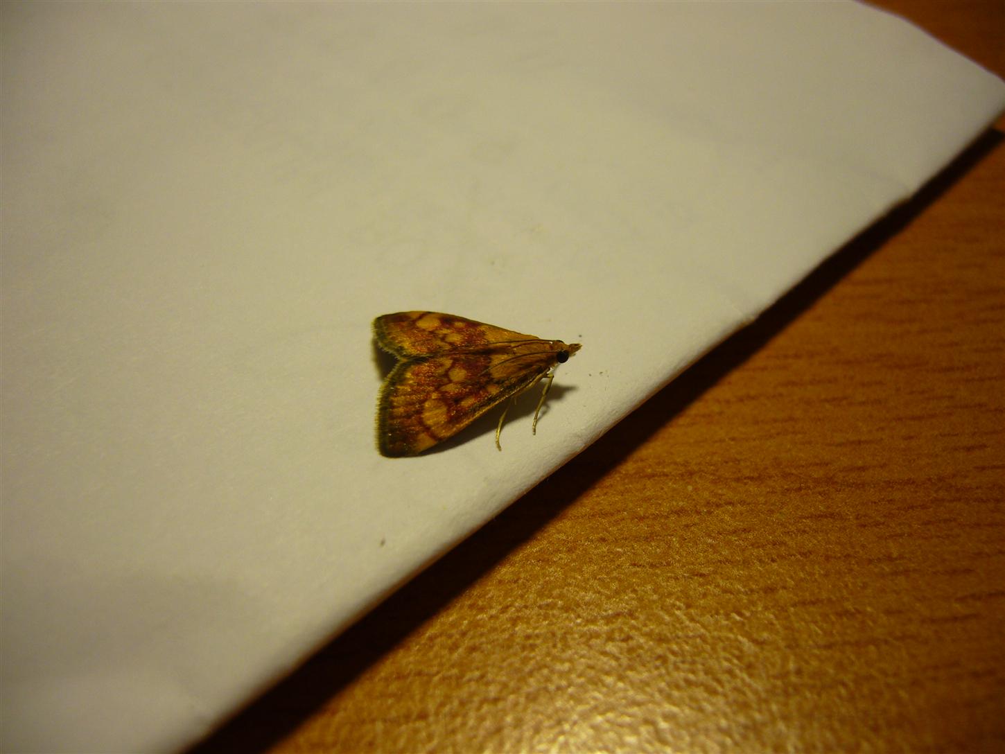 Farfalla - Pyrausta aurata